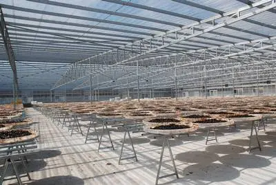 Transparent roofing project in Guangdong , 1.2mm 10000M2